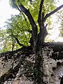 Ruines du réfectoire.