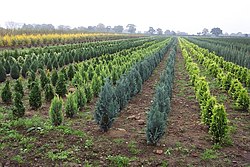 Tree Nursery near Cattal - geograph.org.uk - 279007.jpg