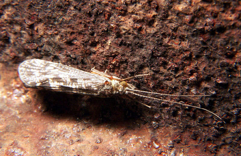 https://upload.wikimedia.org/wikipedia/commons/thumb/d/d7/Trichoptera_caddisfly_1.jpg/800px-Trichoptera_caddisfly_1.jpg