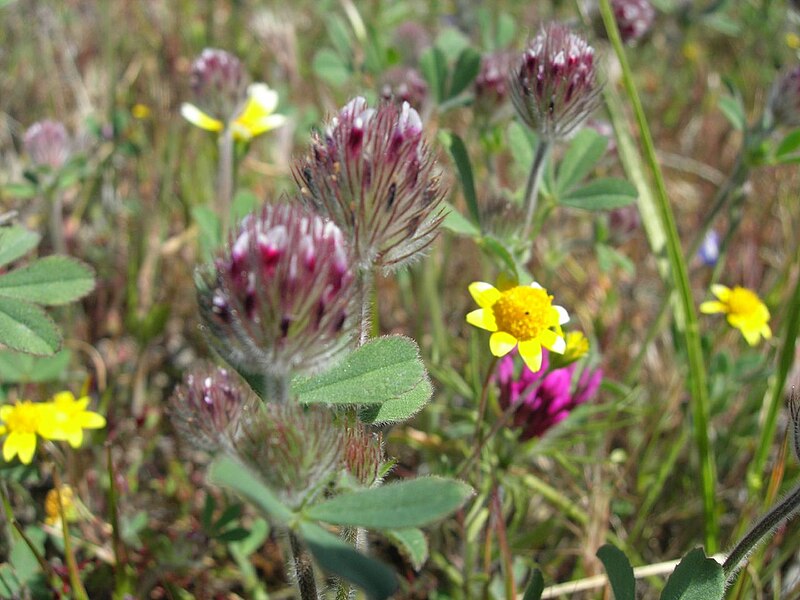 File:Trifolium albopurpureum.jpg