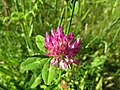 * Nomination: Hedysarum coronarium commonly called sainfoin--PROPOLI87 14:37, 13 June 2020 (UTC) * Review  Comment This is some kind of Trifolium, not Hedysarum. --Robert Flogaus-Faust 22:38, 14 June 2020 (UTC)