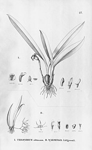 plate 27 Trigonidium obtusum, Warmingia eugenii (as syn. Warmingia loefgrenii)