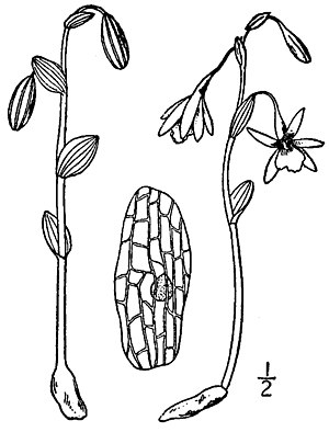 Triphora trianthophora - Drawing from: NLBritton & A. Brown: Illustrated flora of the northern states and Canada Vol. 1: Plate 562 (1913)