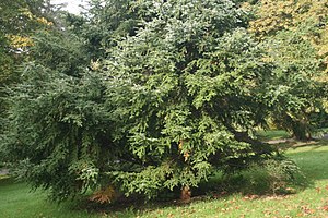 Southern Japanese hemlock (Tsuga Sieboldii)