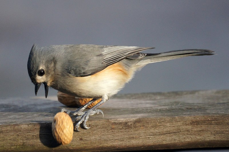 File:Tufted Titmouse (5234532742).jpg