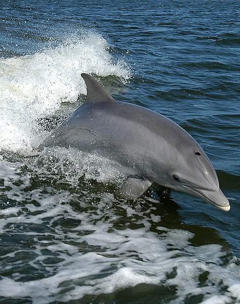 File:Tursiops truncatus truncatus 01 (cropped).jpg