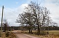 * Nomination Two bare trees by a dirt road in Gåseberg, Lysekil Municipality, Sweden. The telephone pole is actually leaning this much. --W.carter 15:34, 4 June 2017 (UTC) * Promotion Good be sharper but OK for me. Perhaps you could check if you see some CAish blue and purple on the wires of the upper left corner but it's very slight. --Basotxerri 17:37, 5 June 2017 (UTC) Fixed --W.carter 08:03, 7 June 2017 (UTC)