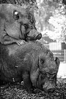 Two female miniature pigs, one of which is attempting to mount the other.jpg