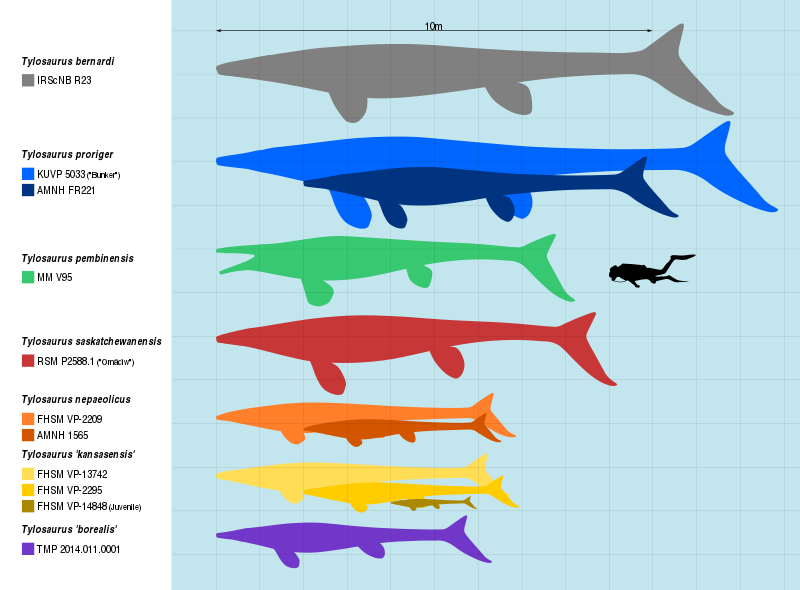 Download File:Tylosaur Size.svg - Wikipedia