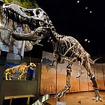 Tyrannosaurus rex fossil, Tellus Science Museum.jpg