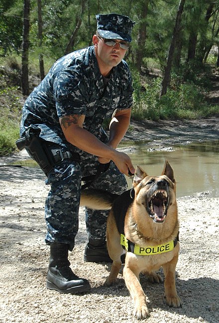 A U.S. Navy Master-at-Arms MWD Handler assigned to Naval Air Station Key West