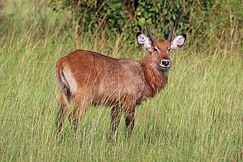 Inhacoso jovem (Kobus ellipsiprymnus defassa) no Parque Nacional Rainha Isabel, Uganda (definição 4 965 × 3 310)
