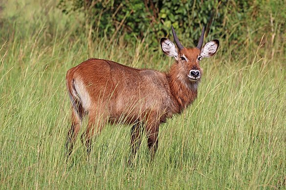 Juvenile male K. e. defassaQueen Elizabeth National Park, Uganda