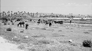 Uitzicht over grazend vee en palmbomen in een glooiend landschap (zogenaamde Napoleon heuvel; Napoleon heeft getracht Akko te veroveren). Israël 1964-1965, Akko (Acre) (255-2492).jpg