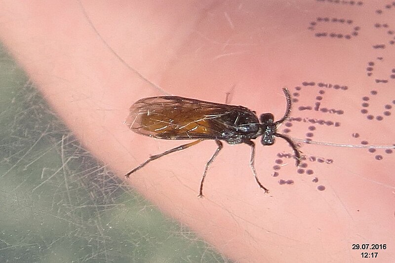 File:Unid. sawfly (RL) (31671702306).jpg