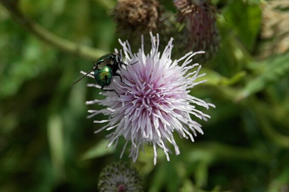 Fly (Diptera) on a Flower