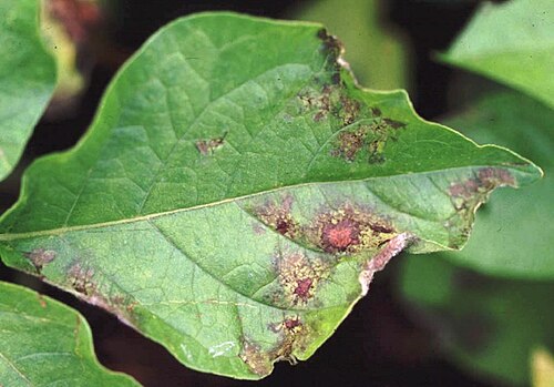 Plant disease. Фитофтороз, альтернариоз. Бурая пятнистость на петунии. Фитофтора на перце. Бурая пятнистость бурая пятнистость.