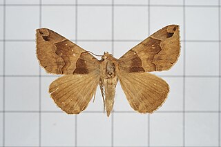 <i>Bastilla simillima</i> Species of moth