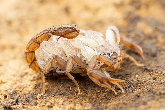 Female scorpion Vaejovis cashi carrying its young (white)