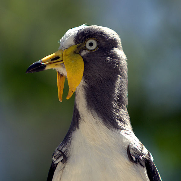 File:Vanellus albiceps -San Diego Wild Animal Park-8a-3c.jpg