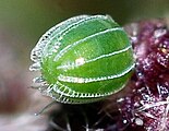 Egg, close-up view.