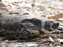 Head of Varanus varius, a true monitor Varanus varius (12209494164).jpg