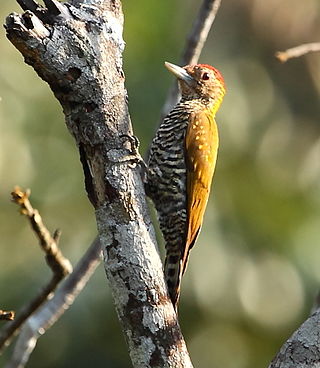 <span class="mw-page-title-main">Golden-collared woodpecker</span> Species of bird