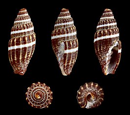 Vexillum (Costellaria) radix