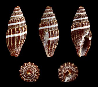 Vexillum radix