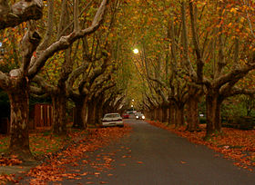 Victoria Avenue - Canterbury.jpg