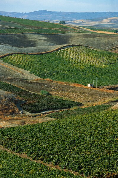 File:Vigneto di Cantine Settesoli in Sicilia, collinette.jpg