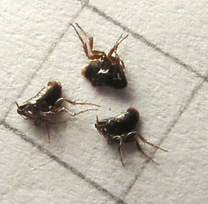 Ceratophyllidae fleas, likely "Ceratophyllus" sp. or "Dasypsyllus gallinulae"