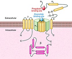 The N-Type is responsible for most of the central nervous system effects.