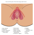 Clitoral bulbs under the labia and on both sides of the vaginal entrance