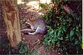 Wallaby at Gondwana Rainforest Sanctuary