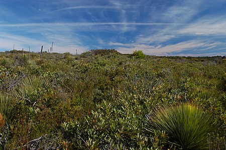 Wallum heathland Wallum heath 1.jpg