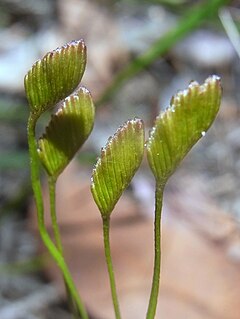 <i>Schizaea bifida</i> Species of plant
