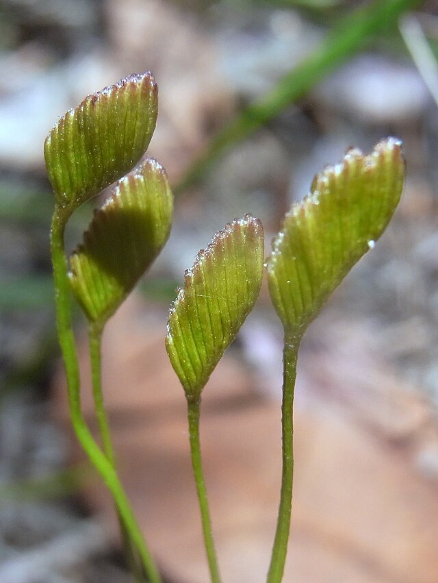 Sphagnum - Wikipedia, la enciclopedia libre