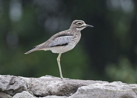 Water Thick-knee.jpg