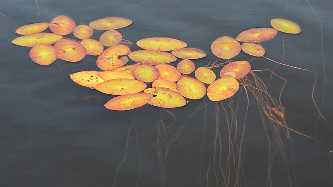 Watershield (Brasenia schreberi)