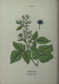 Plate 30 Rubus caesius