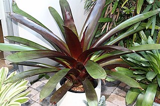 <i>Werauhia sanguinolenta</i> Species of flowering plant