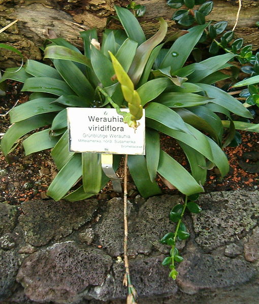 File:Werauhia viridiflora HabitusInflorescence BotGardBln091006c.jpg