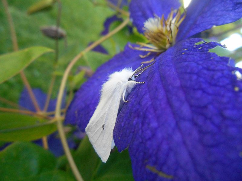 File:White moth on a purple flower.jpg