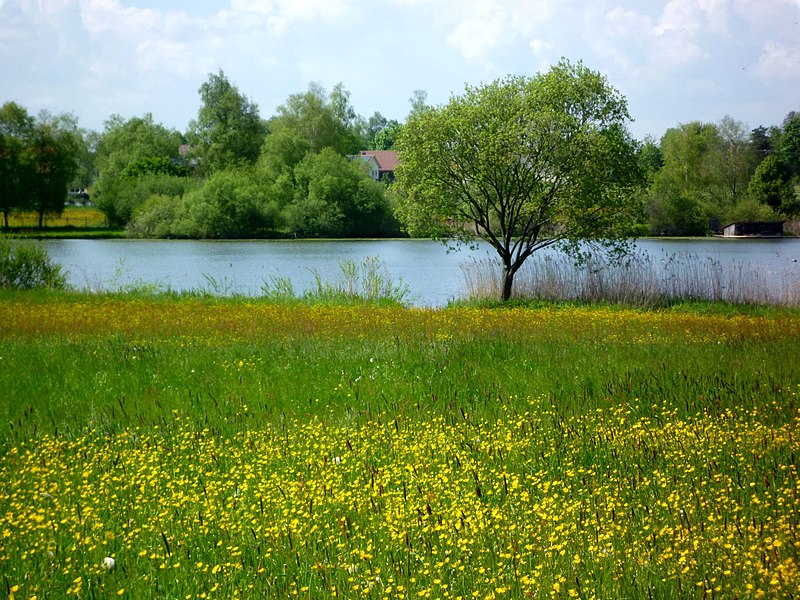 File:Wilhelmsdorf - Lengenweiher.jpg