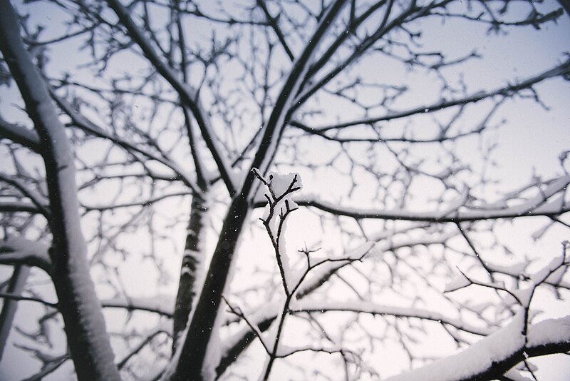 File:Winter Tree (Unsplash).jpg