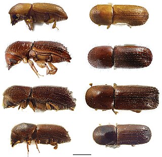 <i>Xyleborus affinis</i> Species of beetle