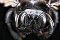 Xylocopa mordax, F, face, Dominican Republic 2012-10-03-16.jpg