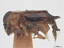 Xylodectes ornatus