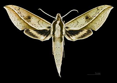 Xylophanes cyrene ♀ - Dorsal MHNT